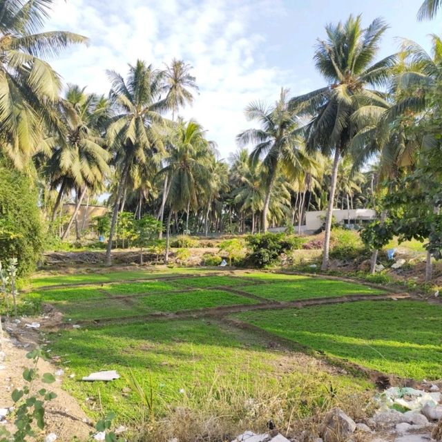 farm coconut 