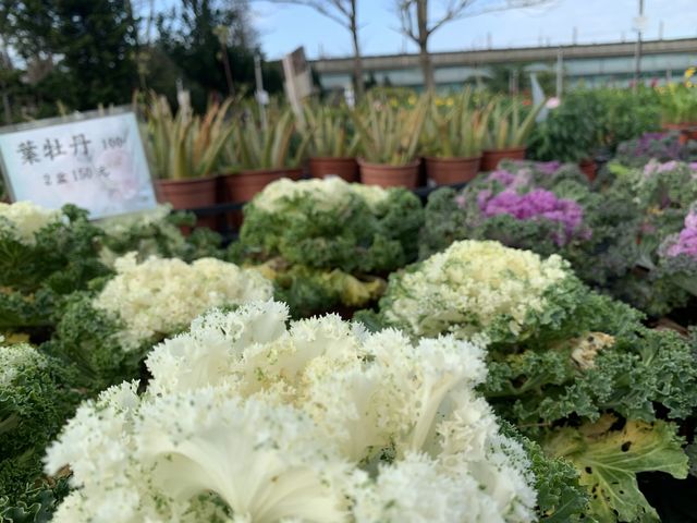 桃園景點-和春花卉農場