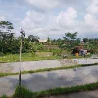 Rice fields walk 