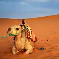 Experience Merzouga Golden sand desert 