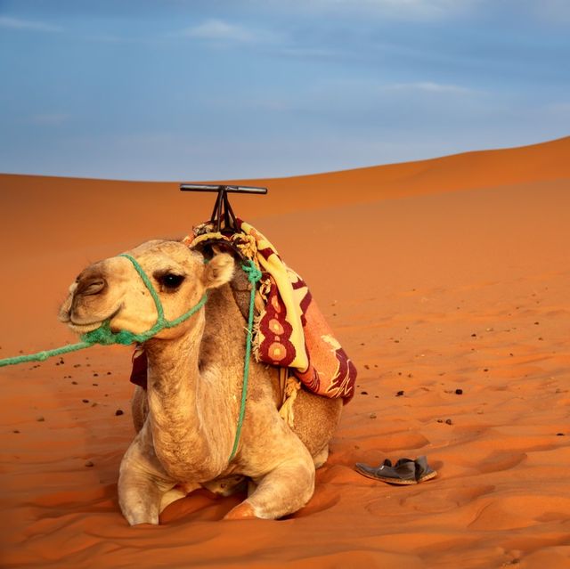 Experience Merzouga Golden sand desert 