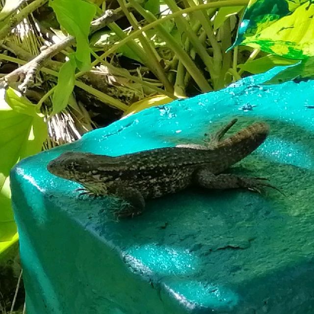 Garden of the Groves, Bahamas