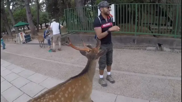 Feeding Deers in Nara Park! 😆