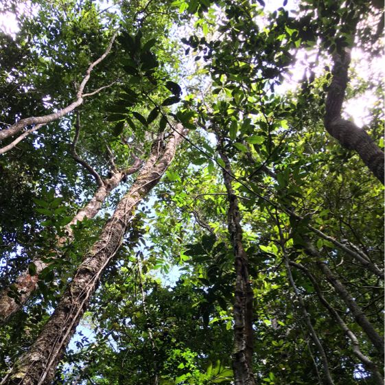 living in the world’s largest rainforest 