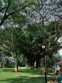 Singapore Dragon's Den | Fort Canning Park • Tree Hole Observatory 🌳 Hidden in the lush greenery