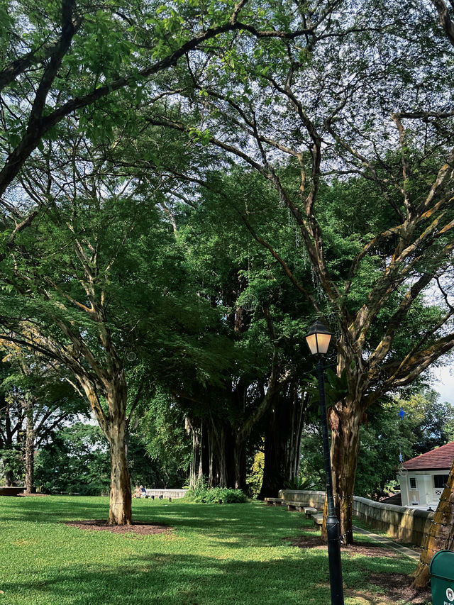 Singapore Dragon's Den | Fort Canning Park • Tree Hole Observatory 🌳 Hidden in the lush greenery