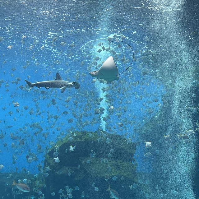 ✨桃園美翻了xpark 水族館✨