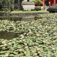 台北植物園🪵🪵賞花溫室自然公園