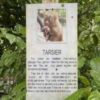 Tarsier @ Bohol, Philippines