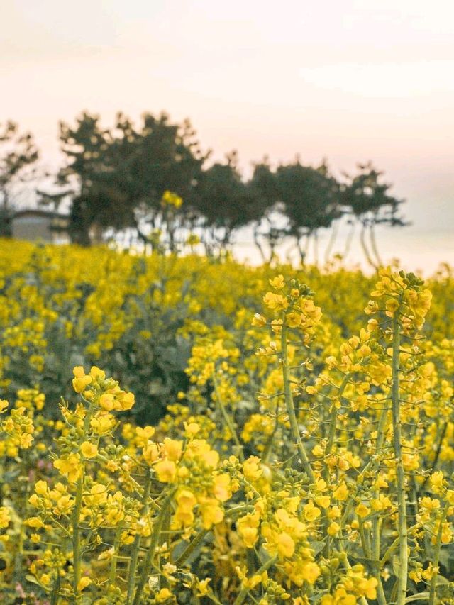 울산 유채꽃 명소 '슬도'