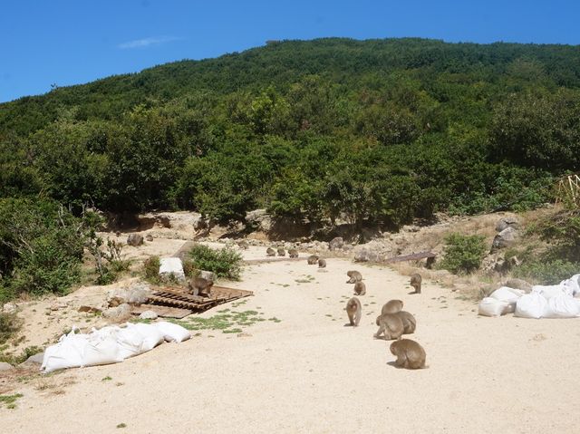 【香川】小豆島で行きたい！お猿の国