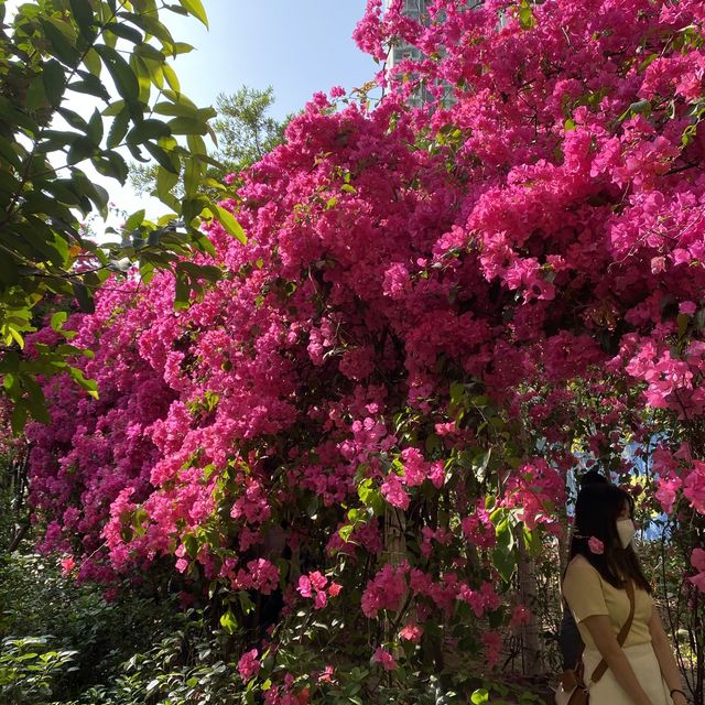 浪漫粉紅簕杜鵑花隧道