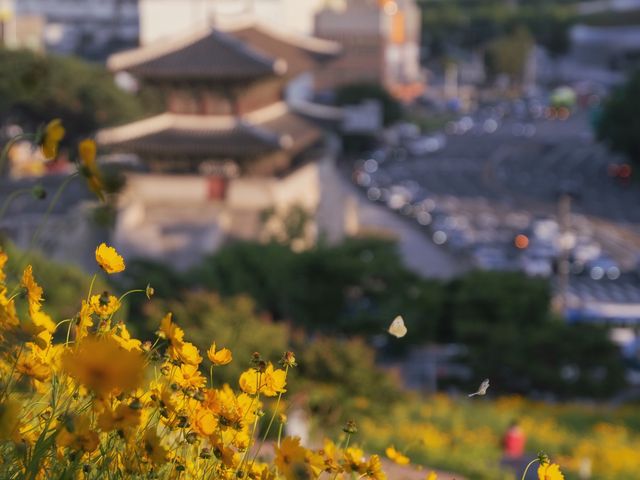 서울이 이런 곳이? 금계국 가득한 동대문 풍경