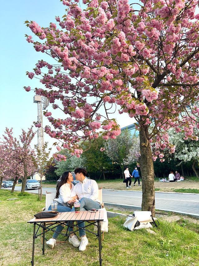 겹벚꽃 피크닉 명소 하남 미사경정공원