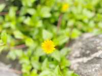 屯門賞花好地方