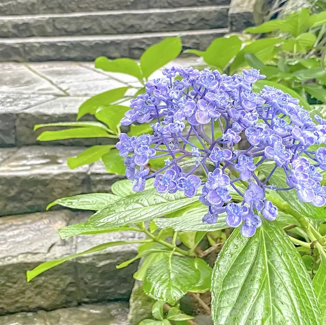グラバー園入り口の紫陽花