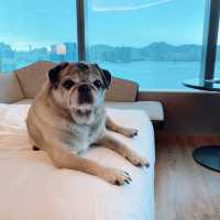 狗狗友善酒店-hyatt centric