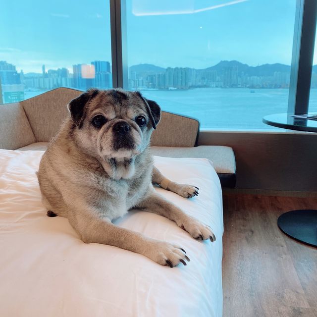 狗狗友善酒店-hyatt centric