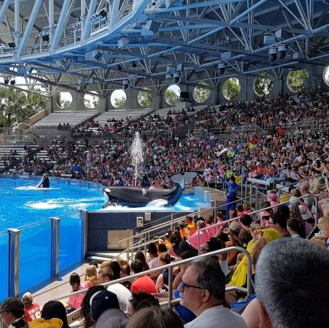 The Seaworld killer Whale show 