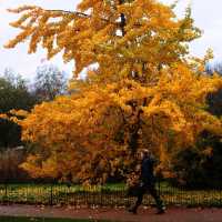 AUTUMN IN THE LARGEST PARK IN LONDON