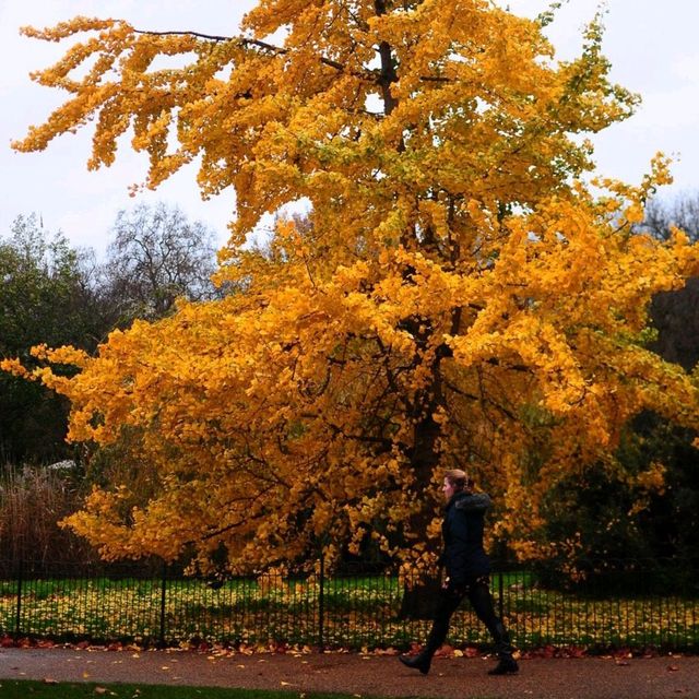 AUTUMN IN THE LARGEST PARK IN LONDON