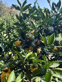 [제주] 애월 여행지 추천 비행기가 보이는 귤밭 🍊