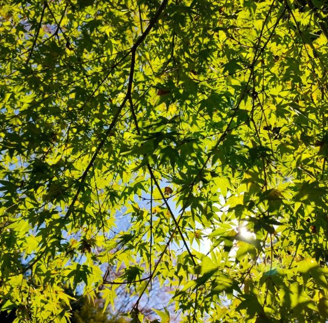 【京都 東山】音羽の滝