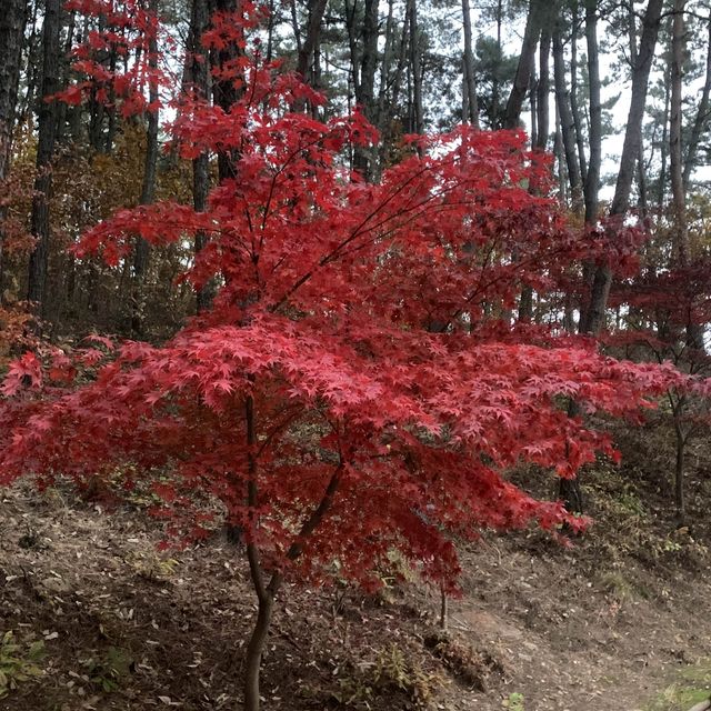청주의 단풍 명소 청남대🍁