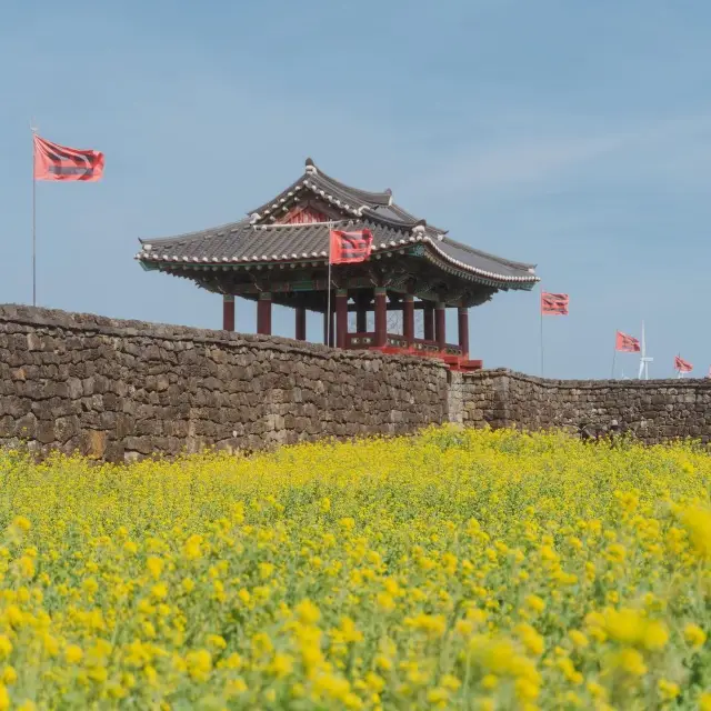 역사와 유채꽃을 함께 둘러볼 수 있는 제주 성읍민속마을 