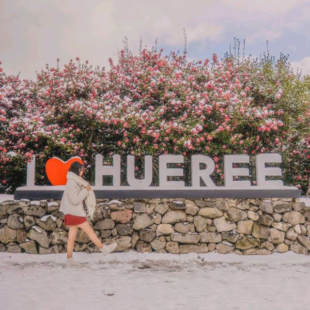 🌺눈과 동백의 아름다운 조화 [제주, 휴애리]