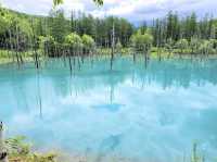 北海道美不勝收嘅青池💚💙