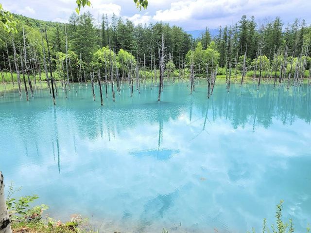 北海道美不勝收嘅青池💚💙