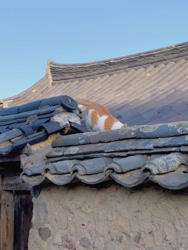 경주의 분위기 가득 ʕ•ﻌ•ʔ 