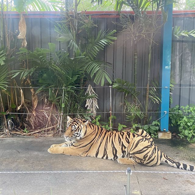 호랑이 들의 쉼터 🐯Tiger Park ! 🐅