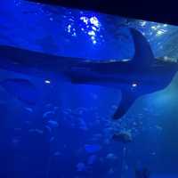 石川県　のとじま水族館