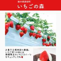 関東のいちご狩りスポットまとめ6選