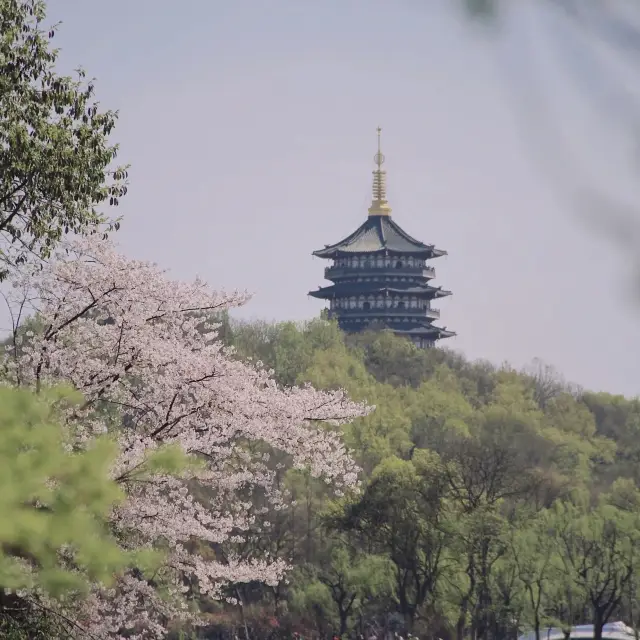 世界遺産「杭州西湖」の春