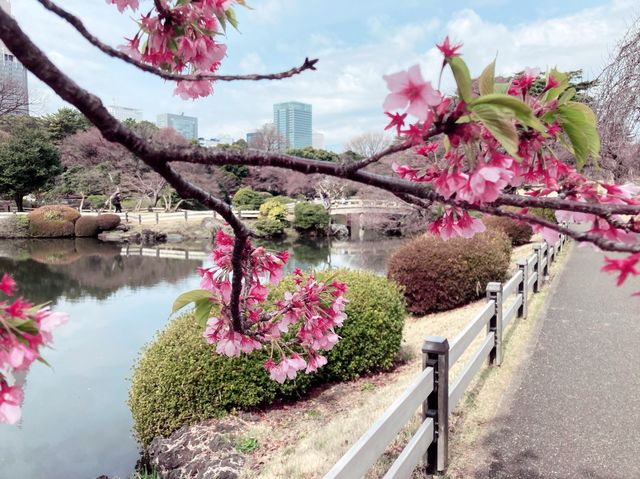 【新宿】都心の緑地　新宿御苑