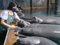 Manatee Mania 😍😍😍