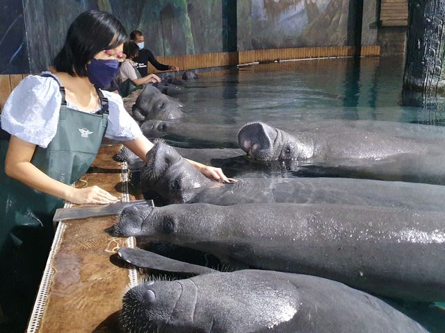 Manatee Mania 😍😍😍