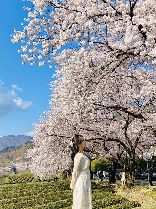 경남 벚꽃명소 중 제일인 하동 십리벚꽃길🌸💗