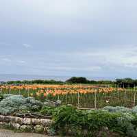 【沖縄・伊江島】まだまだ楽しめる！ユリ満開の公園
