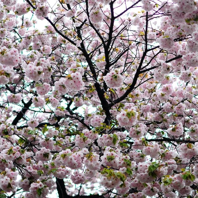 LATE SPRING @SHINJUKU GYOEN NATIONAL GARDEN