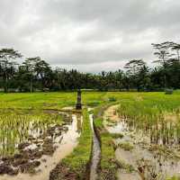 Explore out the Campuhan Ridge Walk