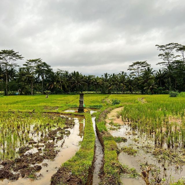 Explore out the Campuhan Ridge Walk