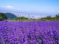 ラベンダー園　札幌