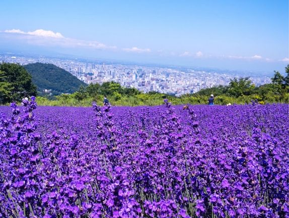 ラベンダー園　札幌