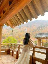 알록달록 예쁘게 물든 은행과 단풍을 볼 수 있는 울산 다담한옥🏠