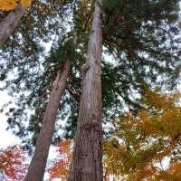 岩手県！紅葉と中尊寺の松尾芭蕉像