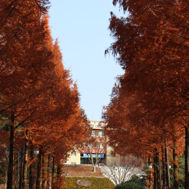 가을을 만끽할 수 있는 전북대학교 캠퍼스🍂